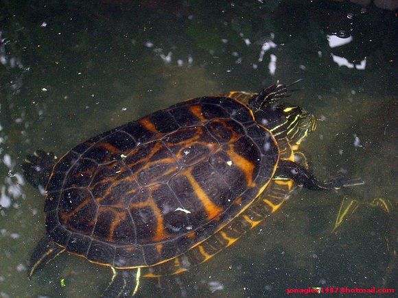 Pseudemys concinna & Pseudemys nelsoni **_Geochelone_**