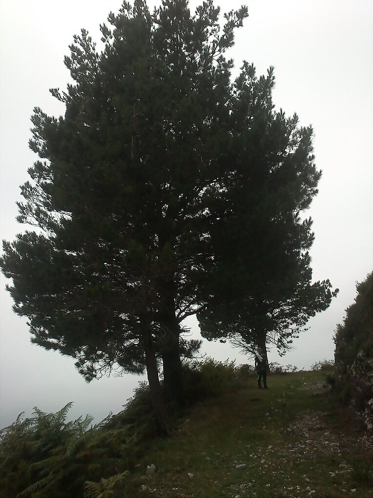 Pico El Arbolín - 2