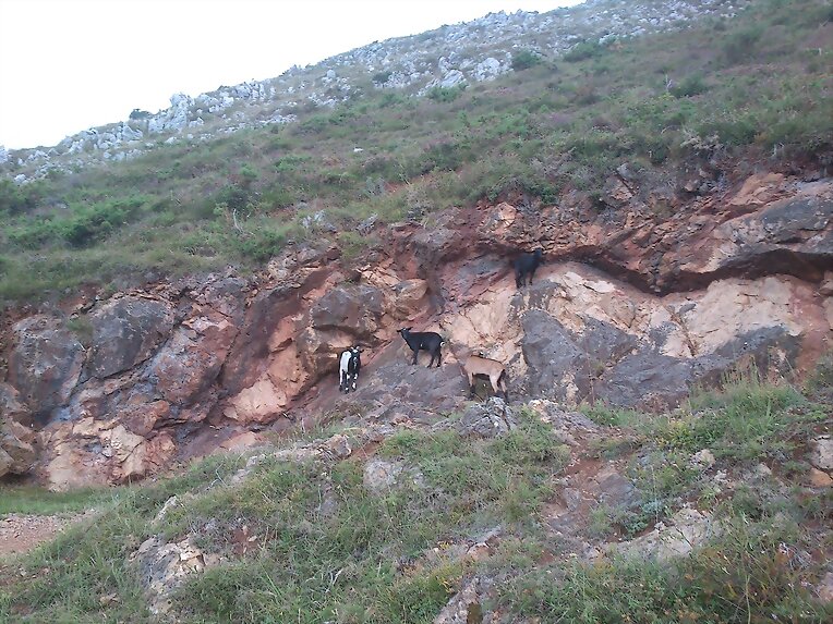 Cabras - Pico El Arbolín