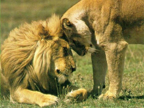 Leona y leon - Imagui