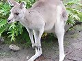 Australia sacrificar&aacute; a los canguros que protege P