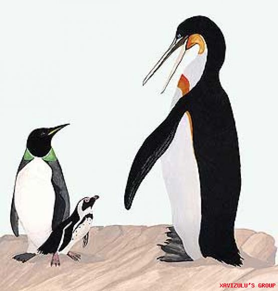 Pinguinos gigantes prehistoricos