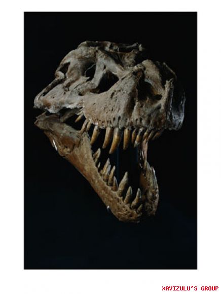 El Tyranossaurus Rex era una maquina de triturar