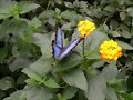 Mariposa en jardin de Cataratas la Paz- Costa Rica