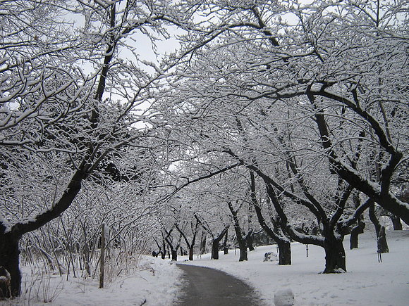 Fotos Toronto Invierno | invierno en toronto por un nuevo dia Fotos Toronto Invierno | invierno en toronto por un nuevo dia