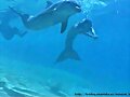 Cleo nadando con el delf&iacute;n en el rodaje 2&ordf; tempo