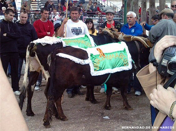 Vacas procesion san marcos 2010