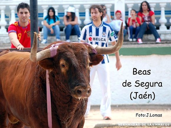 toro pe&ntilde;a san marqueros de la costa