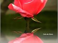 Bella  rosa