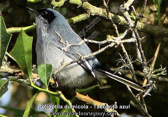 Tacuarita azul - Polioptila dumicola