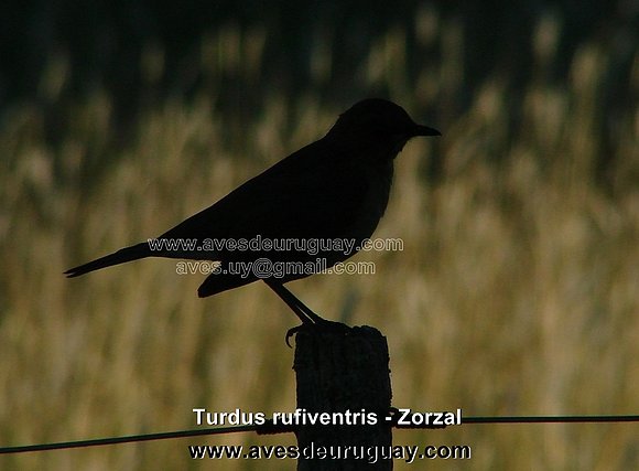 Zorzal - Turdus rufiventris