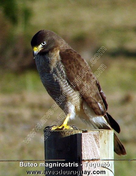 Taguat&oacute; - Rupornis magnirostris
