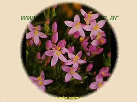Centaura o Centaury - Flores de Bach