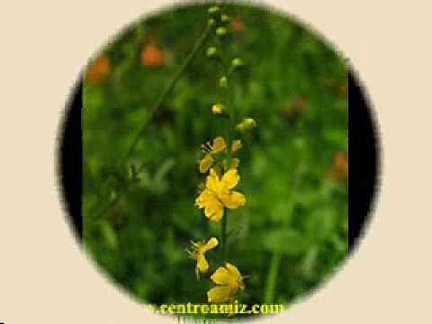 Flores de Bach - Agrimonia o Agrimony