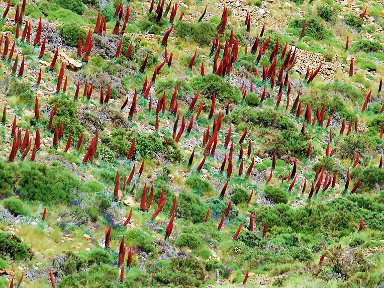 Tajinaste rojo en Las Cañadas del Teide