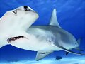 10 Datos curiosos de los tiburones