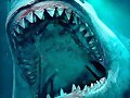10 Datos curiosos de los tiburones