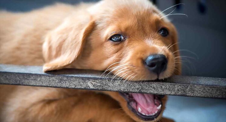 How To Stop A Puppy From Biting When Enjoying