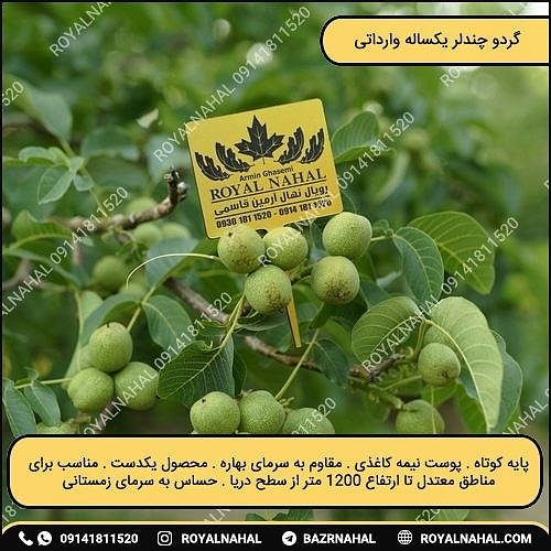Sell walnut seedlings