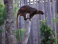 Fosa de Madagascar