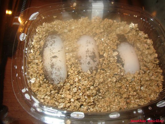 Huevos de diferentes hembras de Cuora flavomargina
