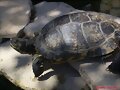 Hembra de Trachemys scripta scripta