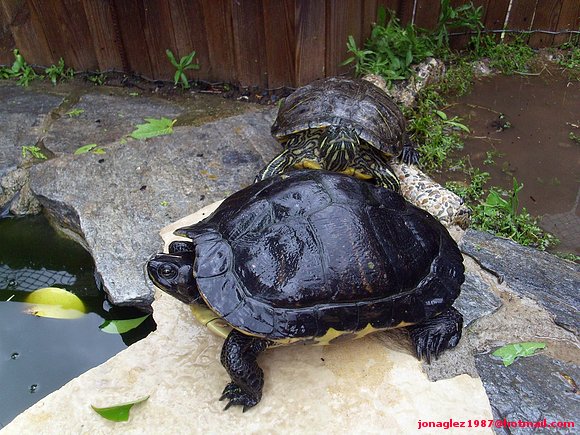 Trachemys scripta scripta