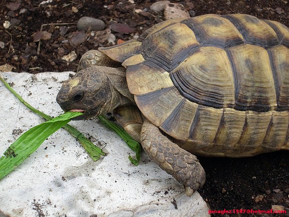 Testudo ibera