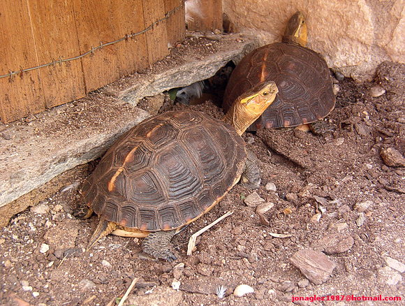 Cuora flavomarginata
