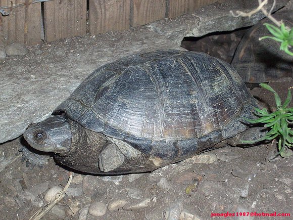 Hembra de Pelusios castaneus