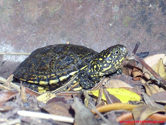 Emys orbicularis en Menorca