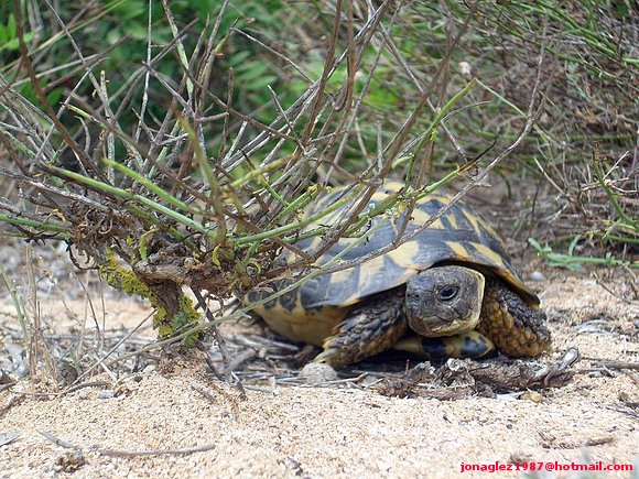 Testudo hermanni en Menorca