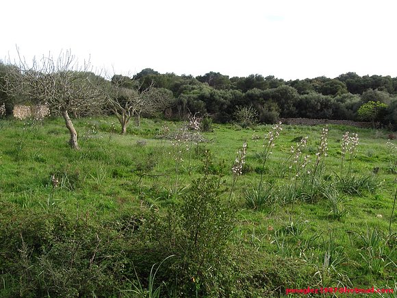 Habitat Testudo hermanni en primavera