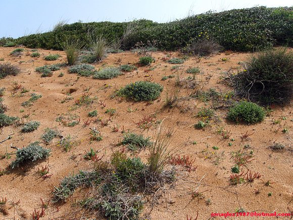 Habitat dunar en Menorca