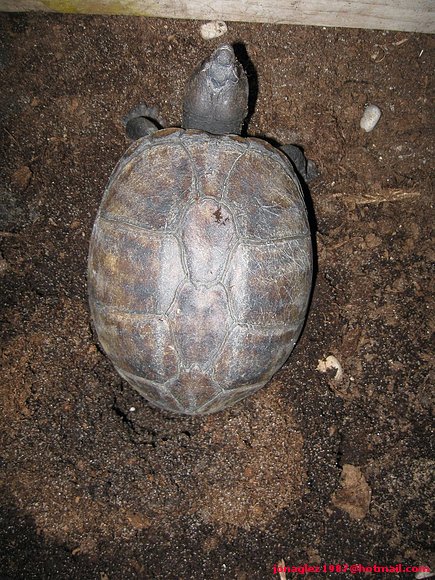 2ª puesta Kinosternon scorpioides