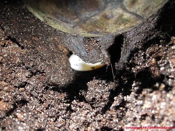 2ª puesta Kinosternon scorpioides