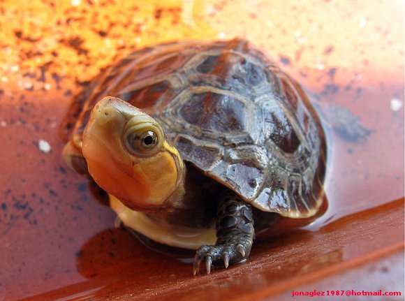 Cuora flavomarginata baby