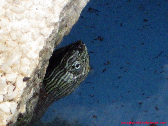 Macho de Ocadia sinensis