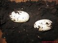 Huevos de Cuora flavomarginata o amboinensis