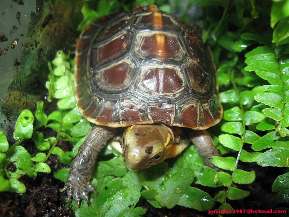 Baby de Cuora flavomarginata
