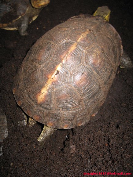 Cuora flavomarginata anidando