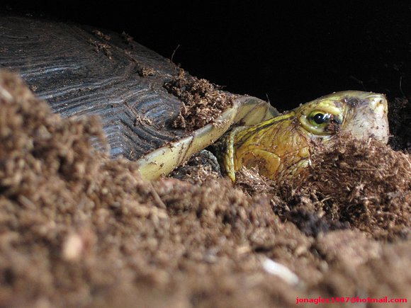 Cuora flavomarginata