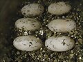 Huevoss de Kinosternon scorpioides