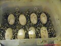 Huevos de Kinosternon scorpioides