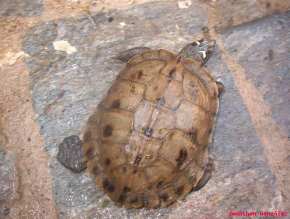 Graptemys pseudogeographica