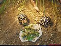 Geochelone elegans