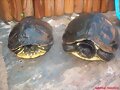 Hembras de Trachemys s. scripta