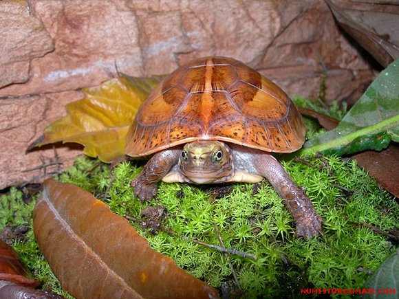 cuora galbinifrons