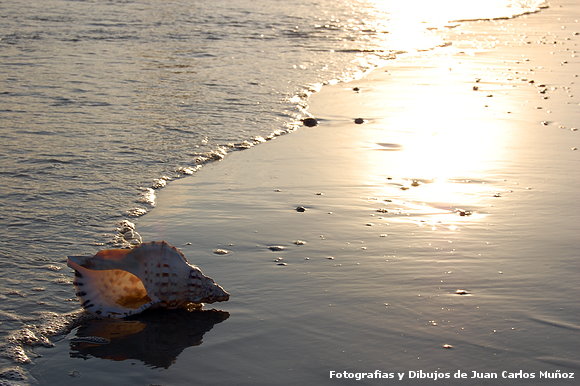 OLOR    A   MAR