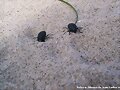 escarabajos de playa